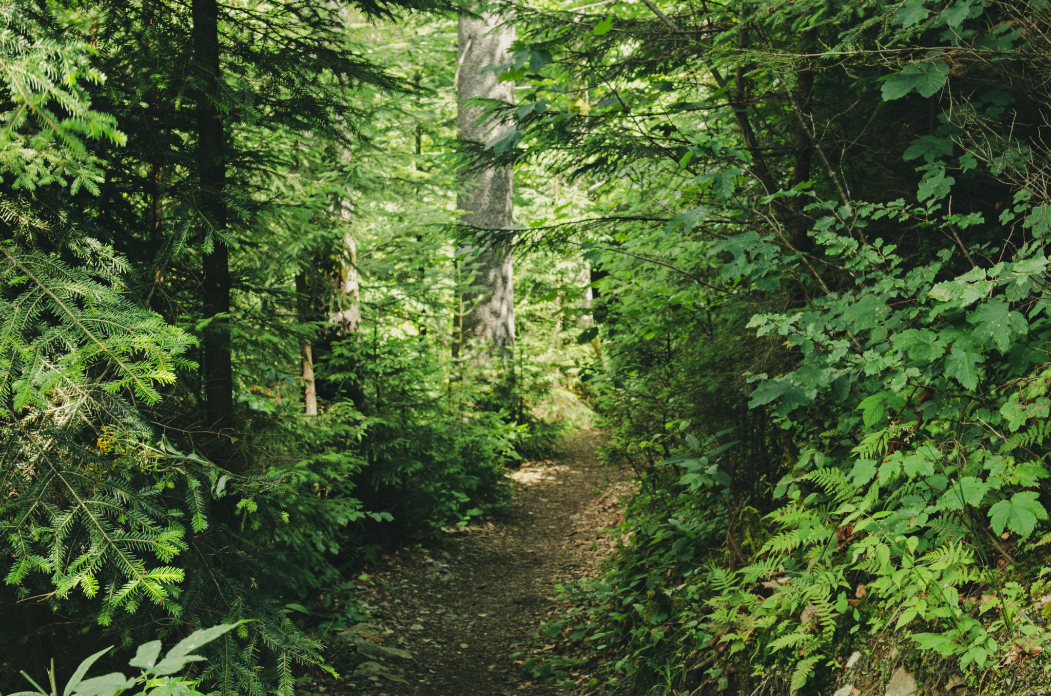 Comfort and Privacy in the "Ravine" Stewart's Glen Apartments